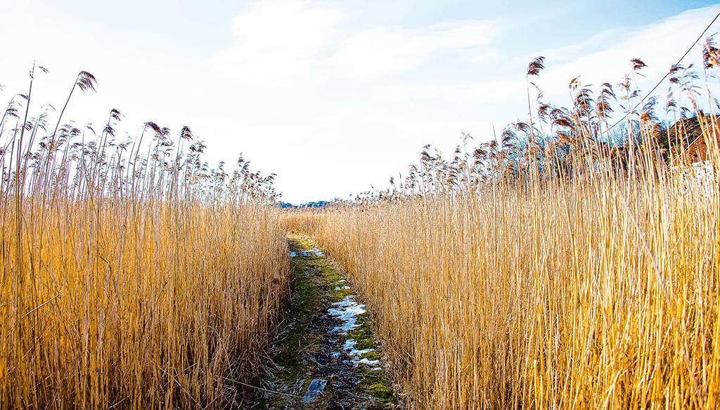 collage av portretter
